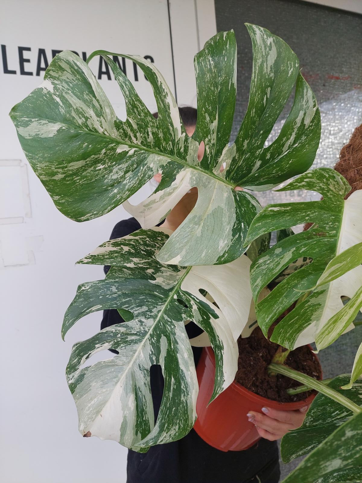 Monstera Variegata buschig