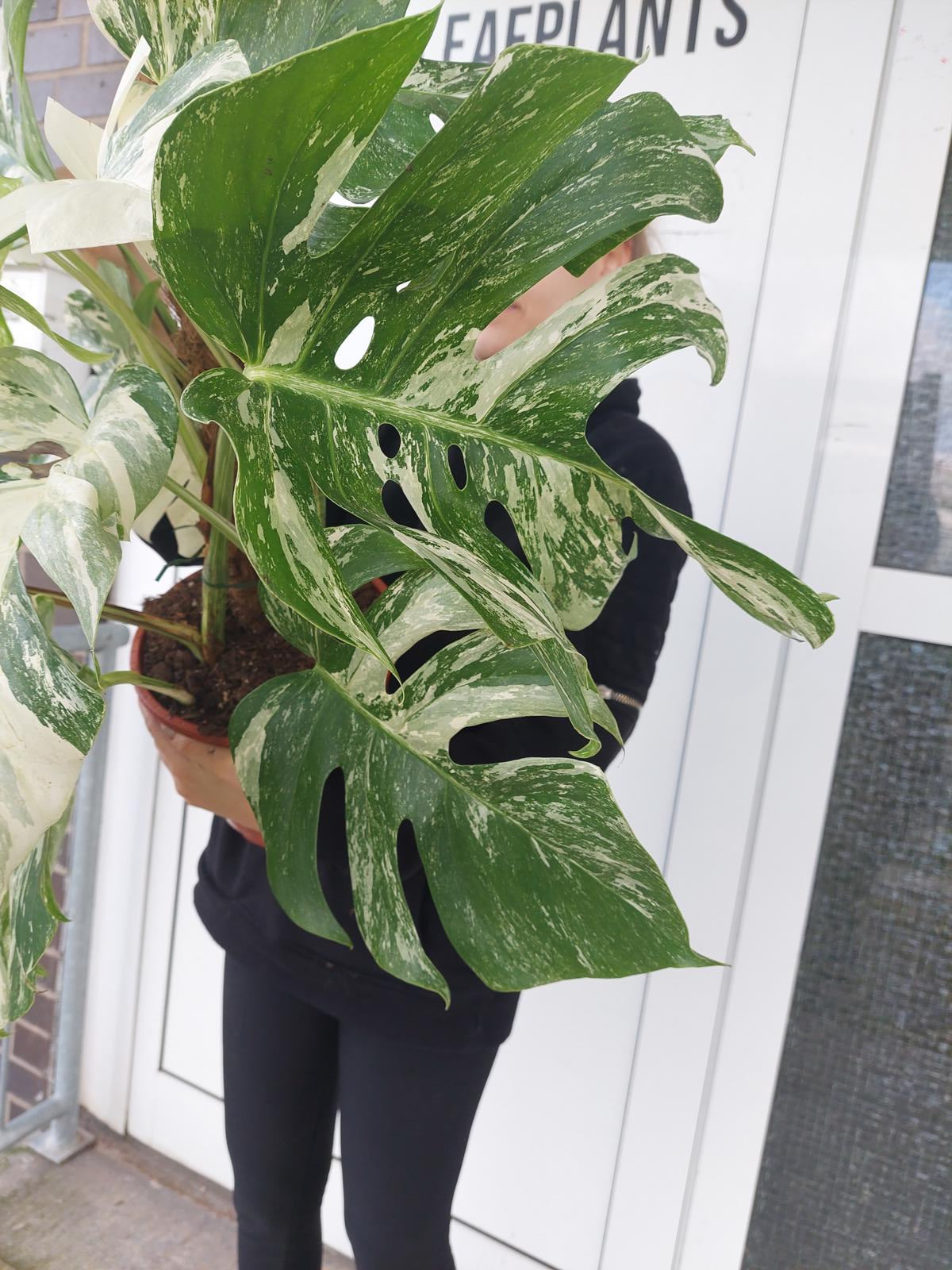 Monstera Variegata buschig