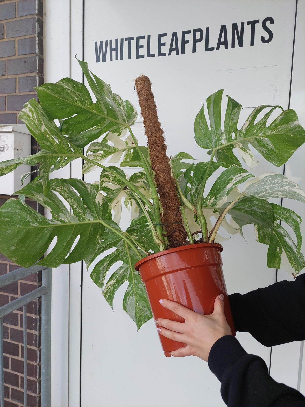 Monstera Variegata buschig