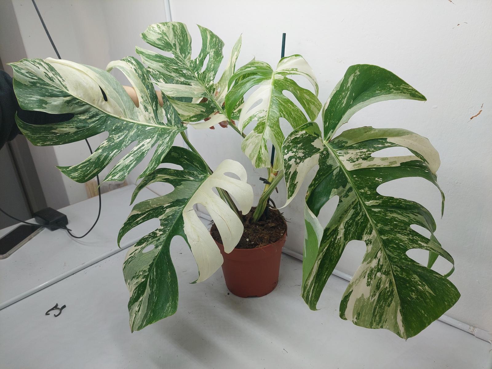 Monstera Variegata (zum aussuchen)