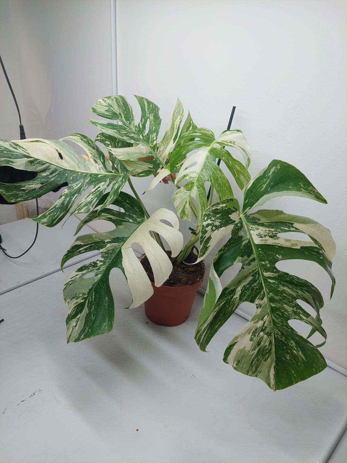 Monstera Variegata (zum aussuchen)