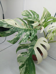 Monstera Variegata (zum aussuchen)