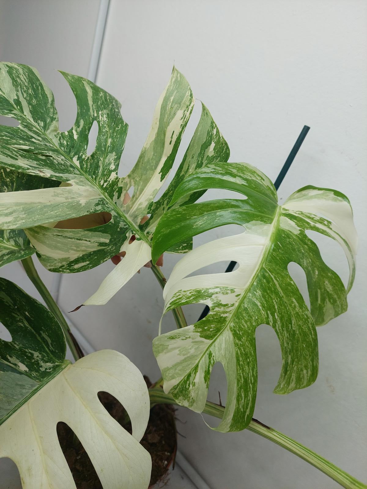 Monstera Variegata (zum aussuchen)