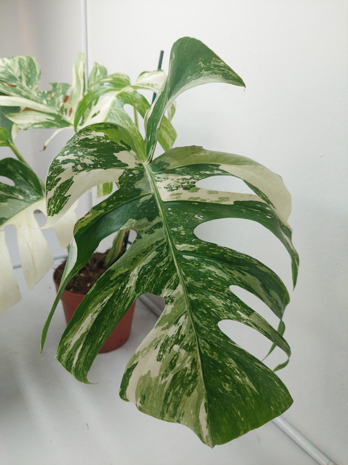 Monstera Variegata (zum aussuchen)