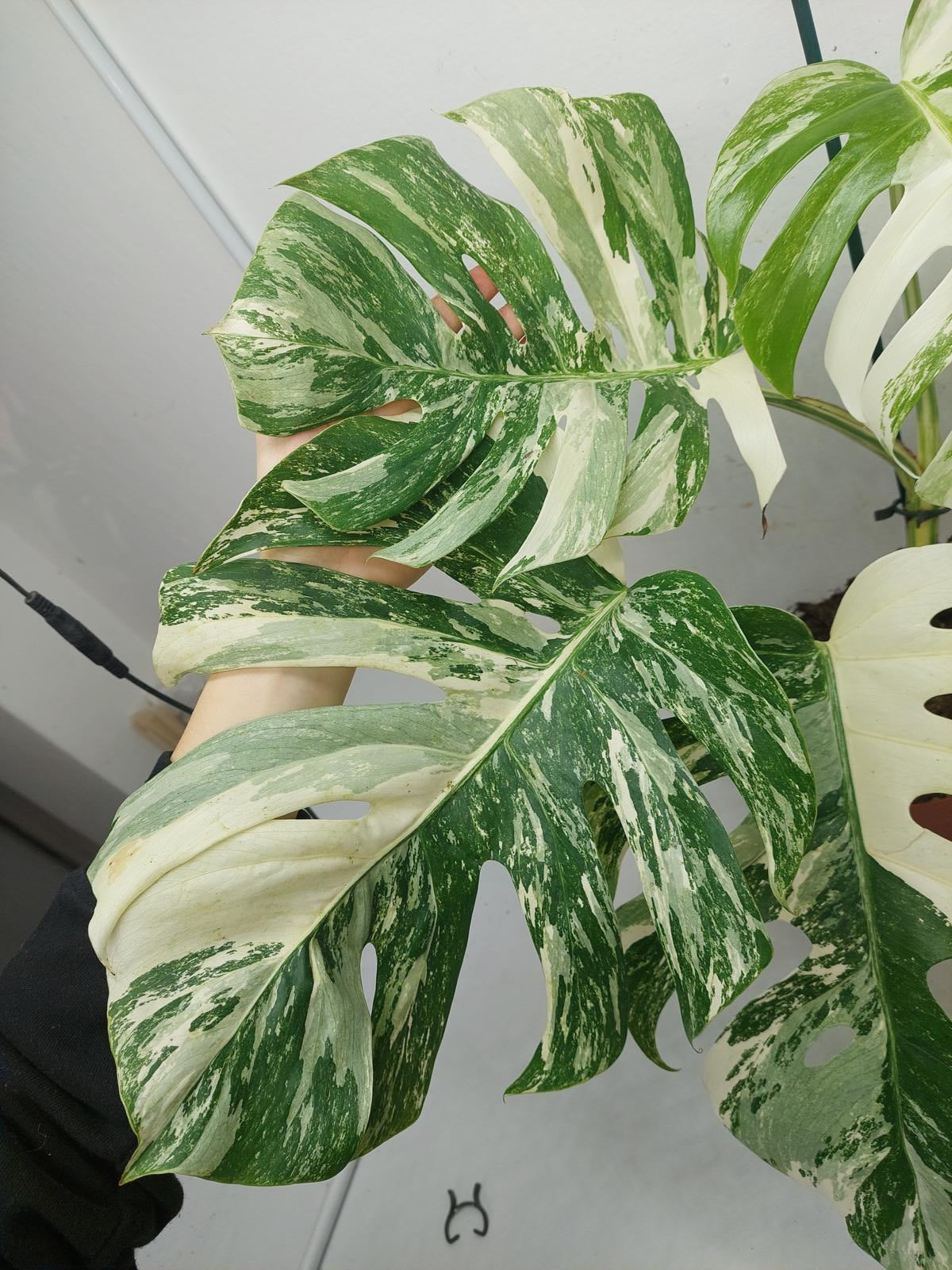 Monstera Variegata (zum aussuchen)