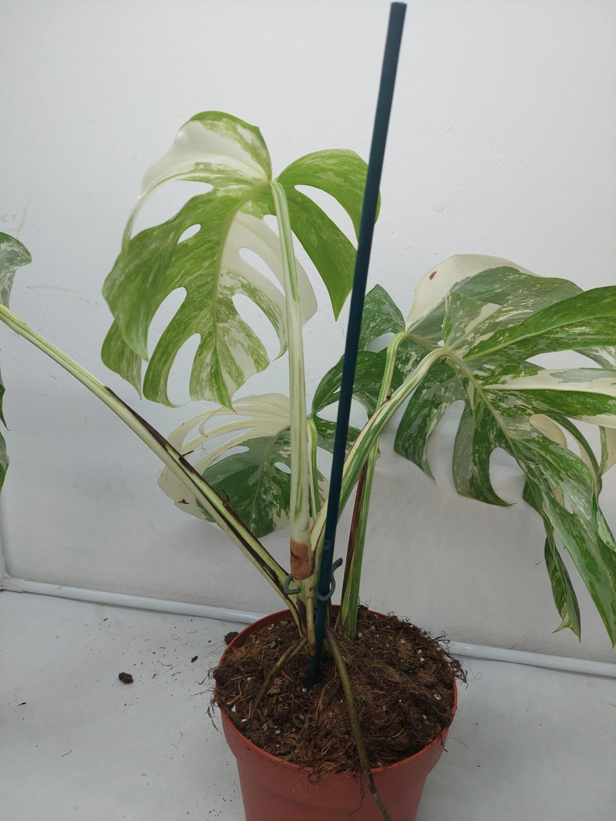 Monstera Variegata (zum aussuchen)