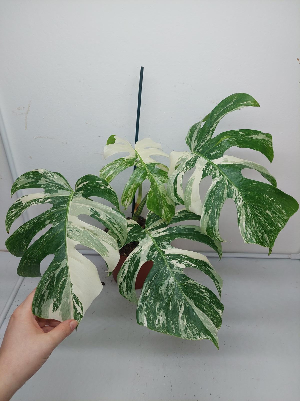 Monstera Variegata (zum aussuchen)