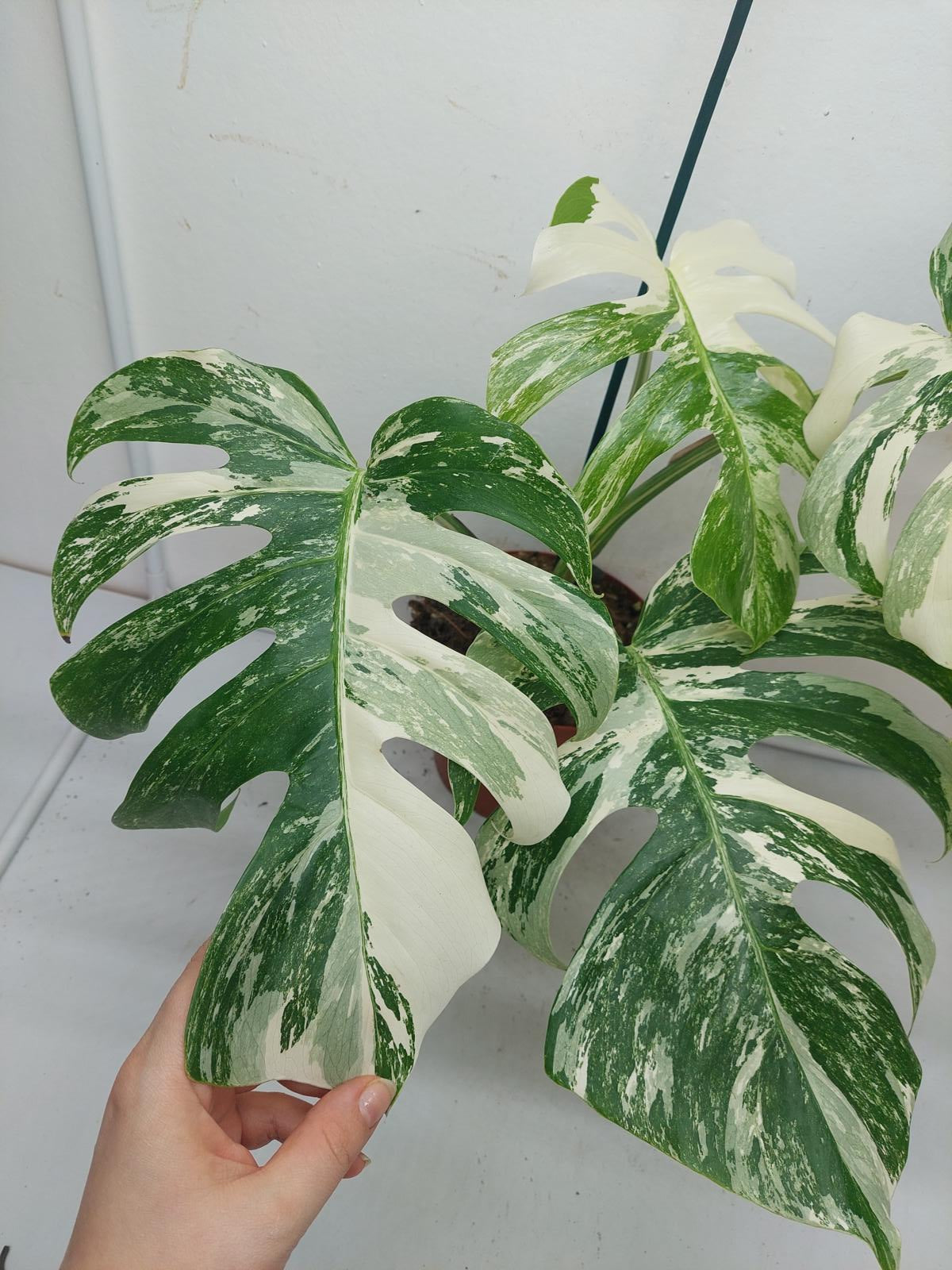 Monstera Variegata (zum aussuchen)