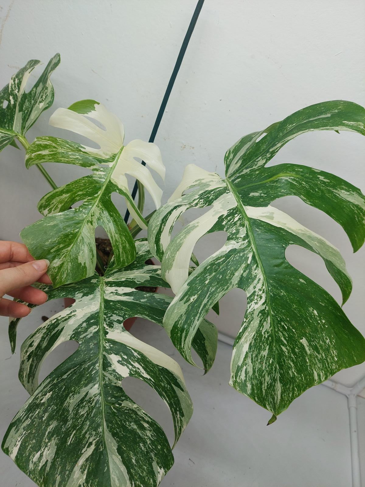 Monstera Variegata (zum aussuchen)