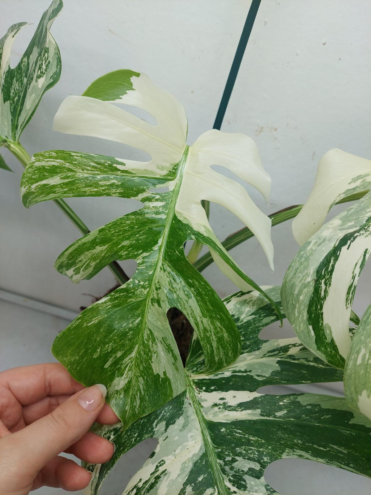 Monstera Variegata (zum aussuchen)