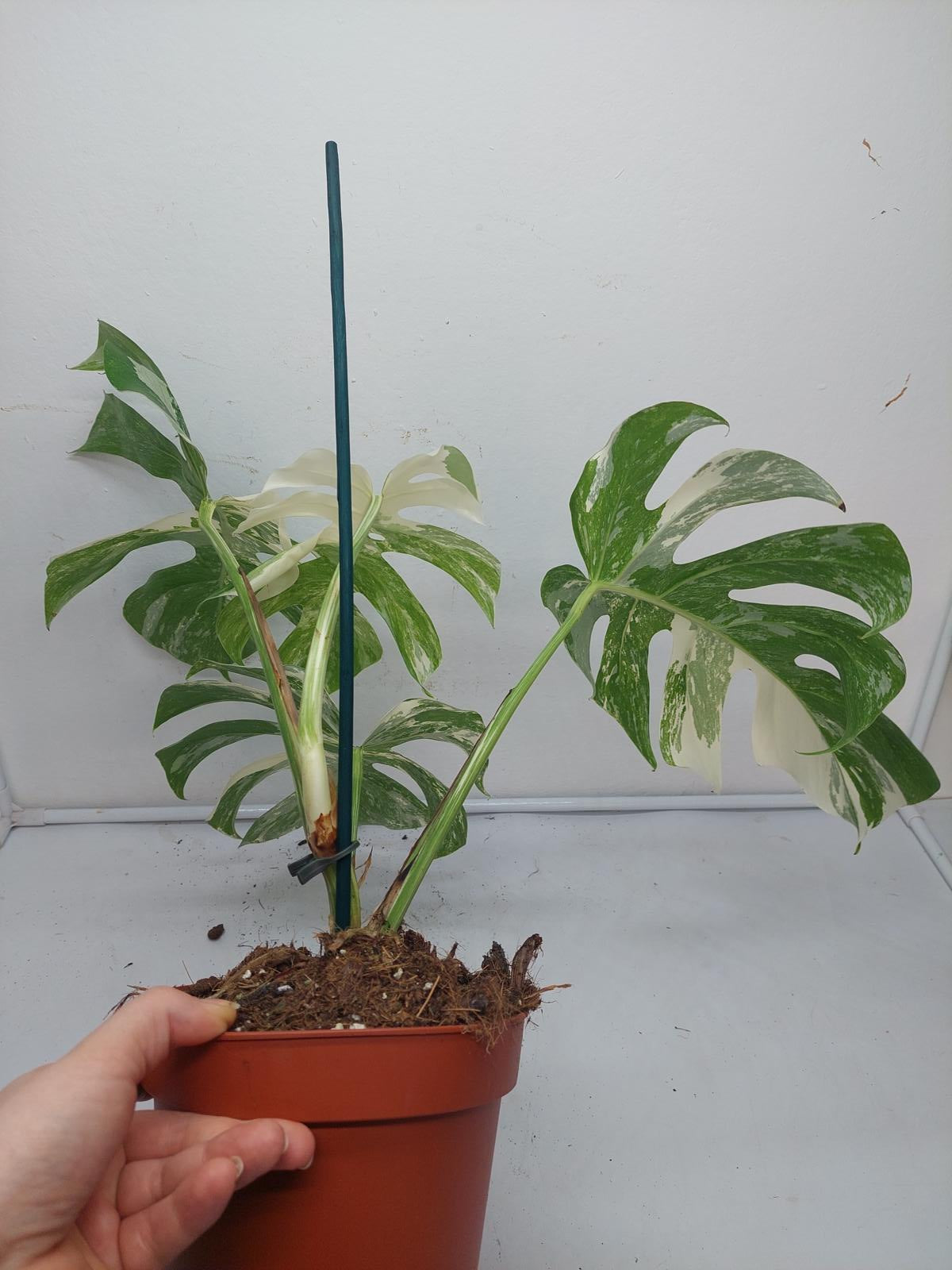 Monstera Variegata (zum aussuchen)