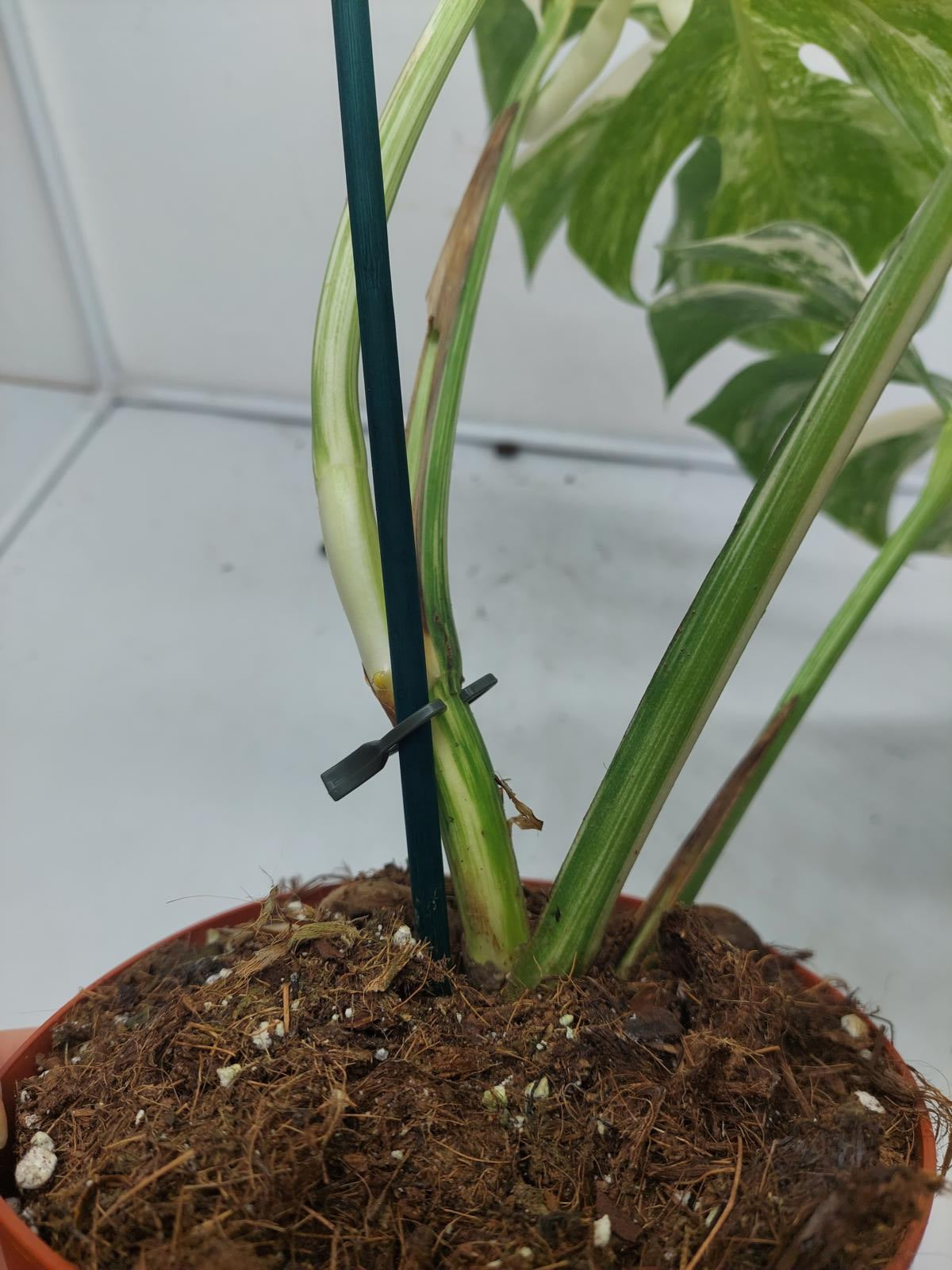 Monstera Variegata (zum aussuchen)