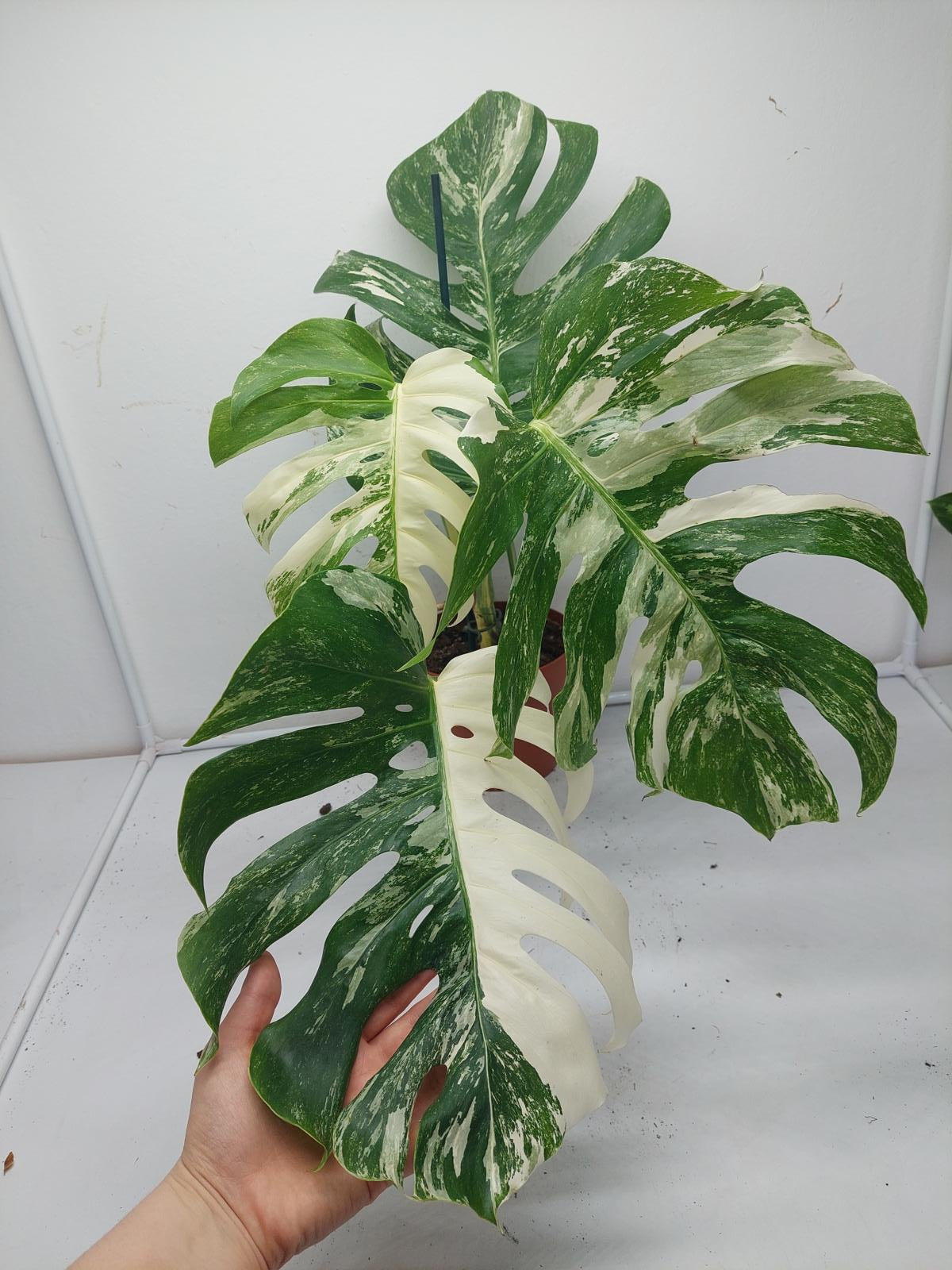 Monstera Variegata (zum aussuchen)