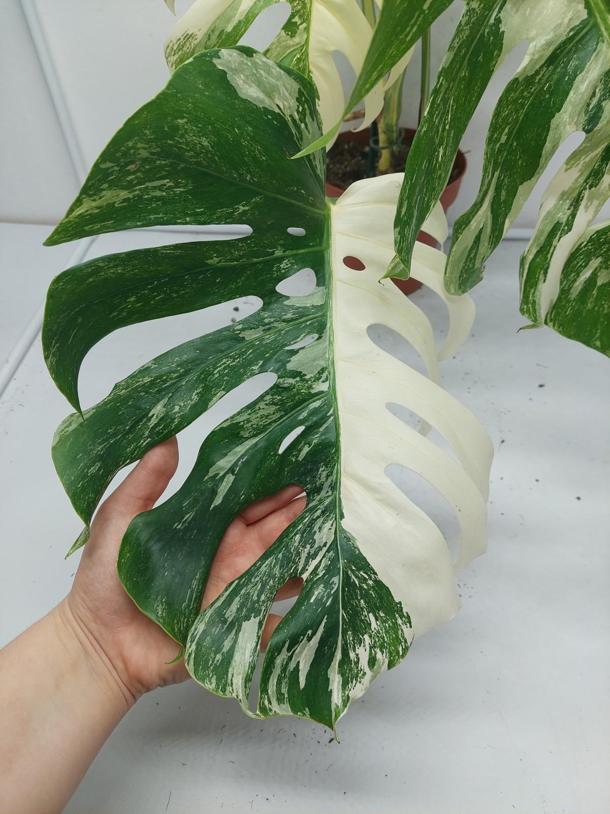 Monstera Variegata (zum aussuchen)