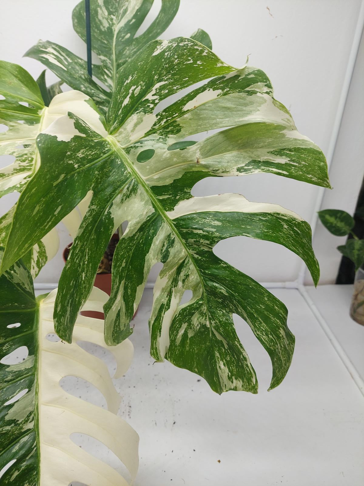 Monstera Variegata (zum aussuchen)