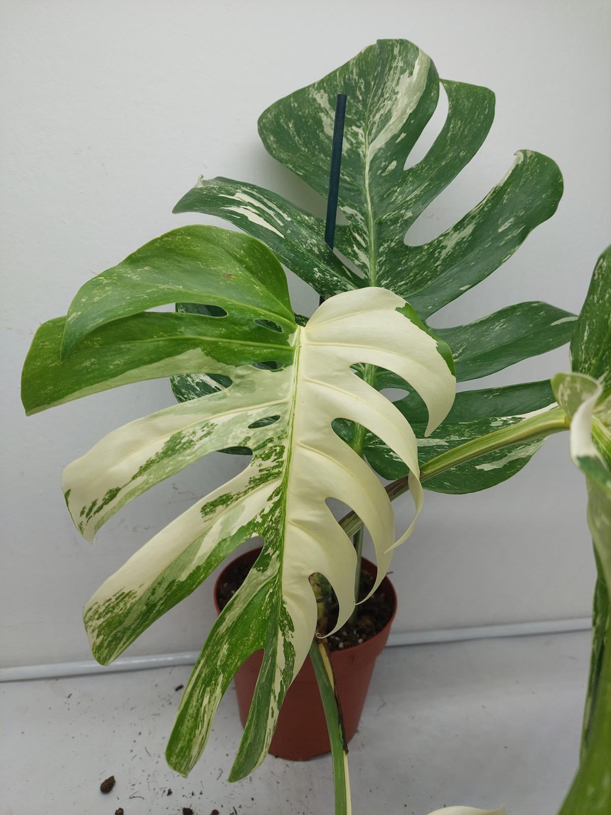 Monstera Variegata (zum aussuchen)