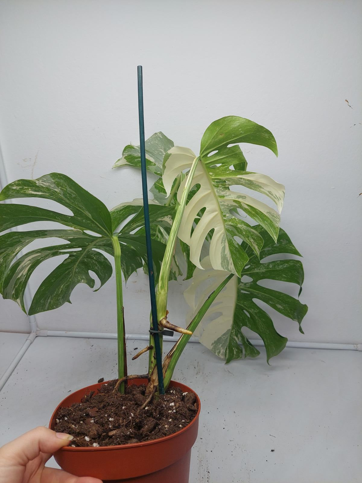 Monstera Variegata (zum aussuchen)