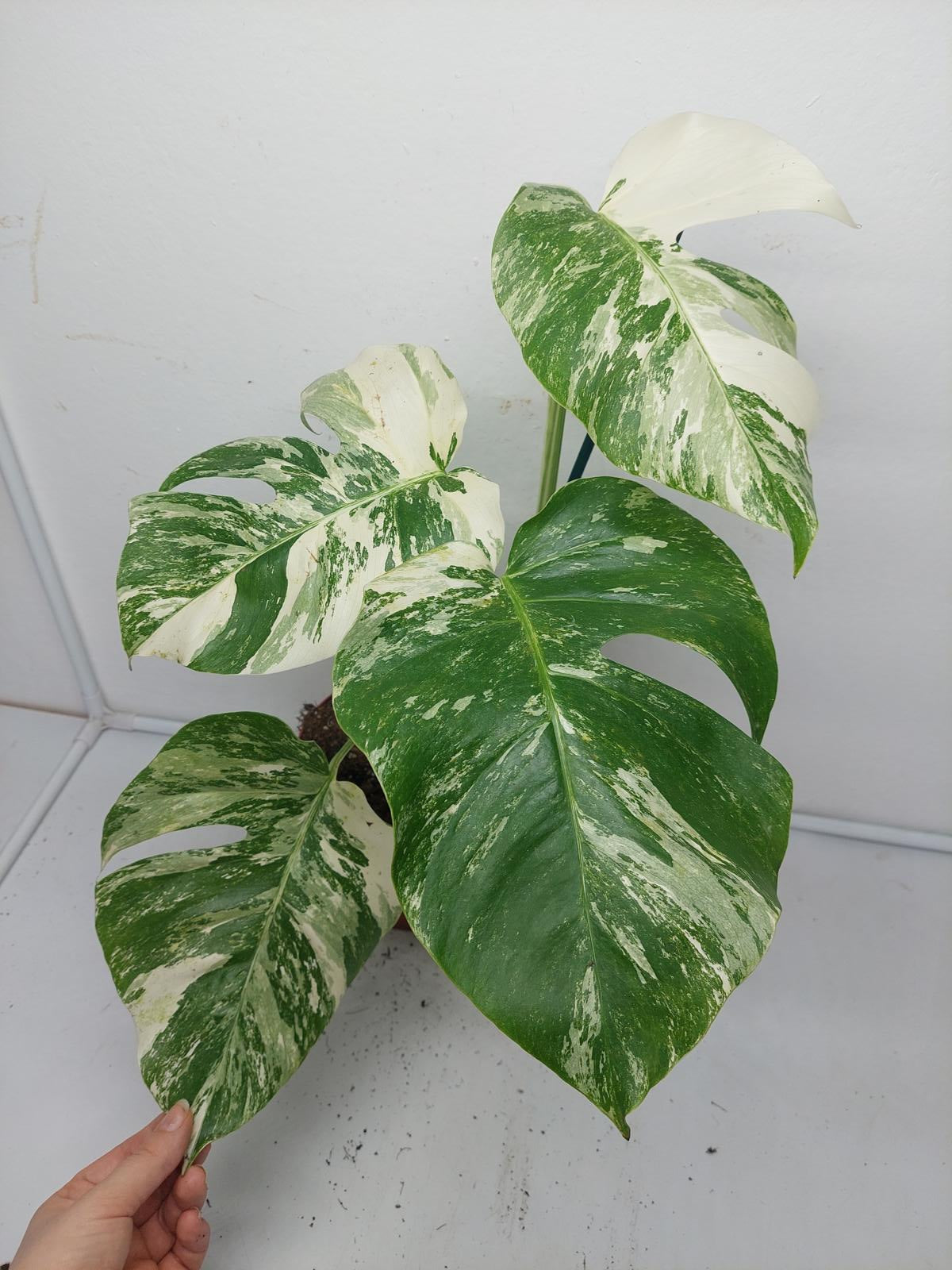 Monstera Variegata (zum aussuchen)