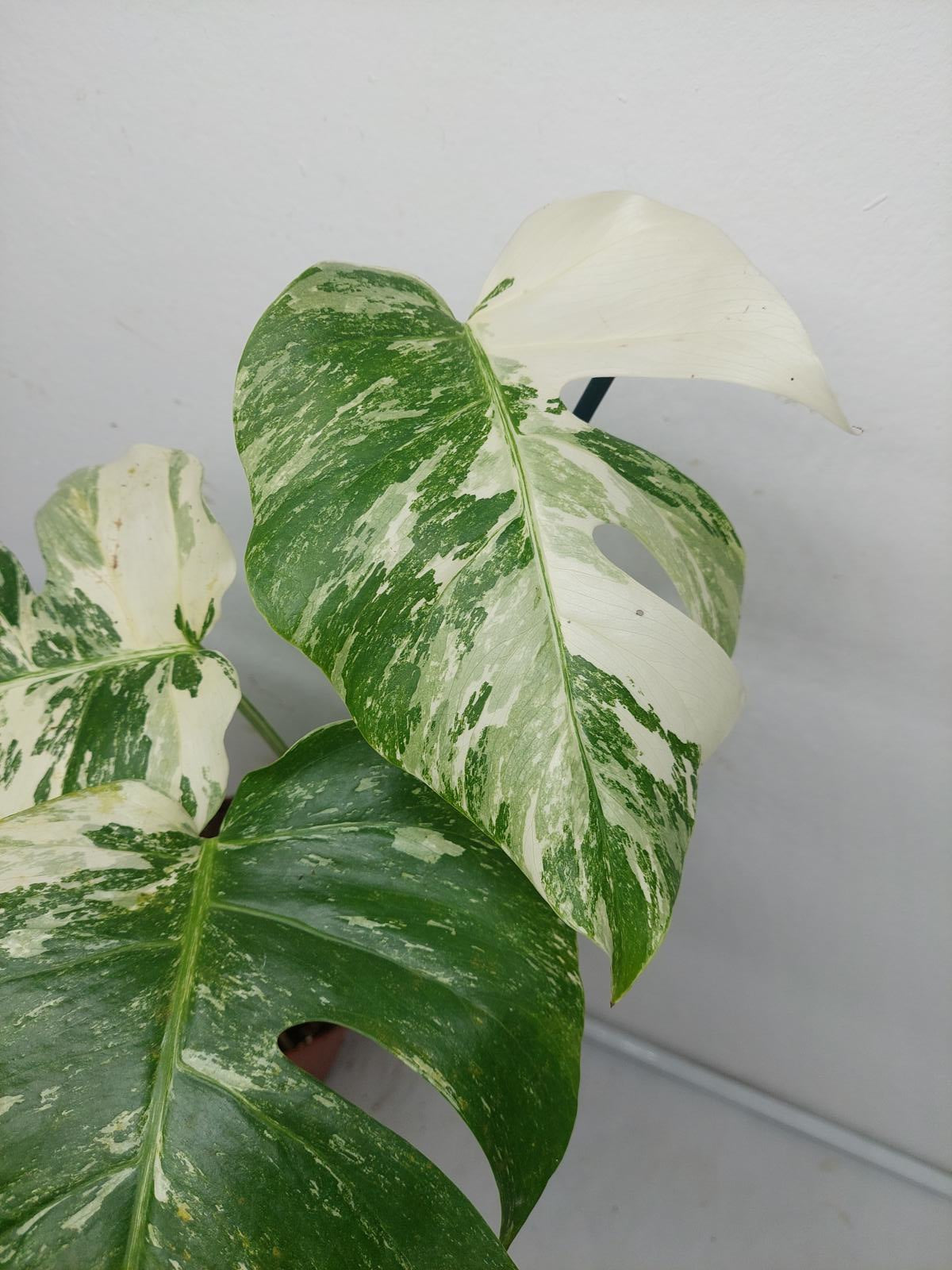 Monstera Variegata (zum aussuchen)