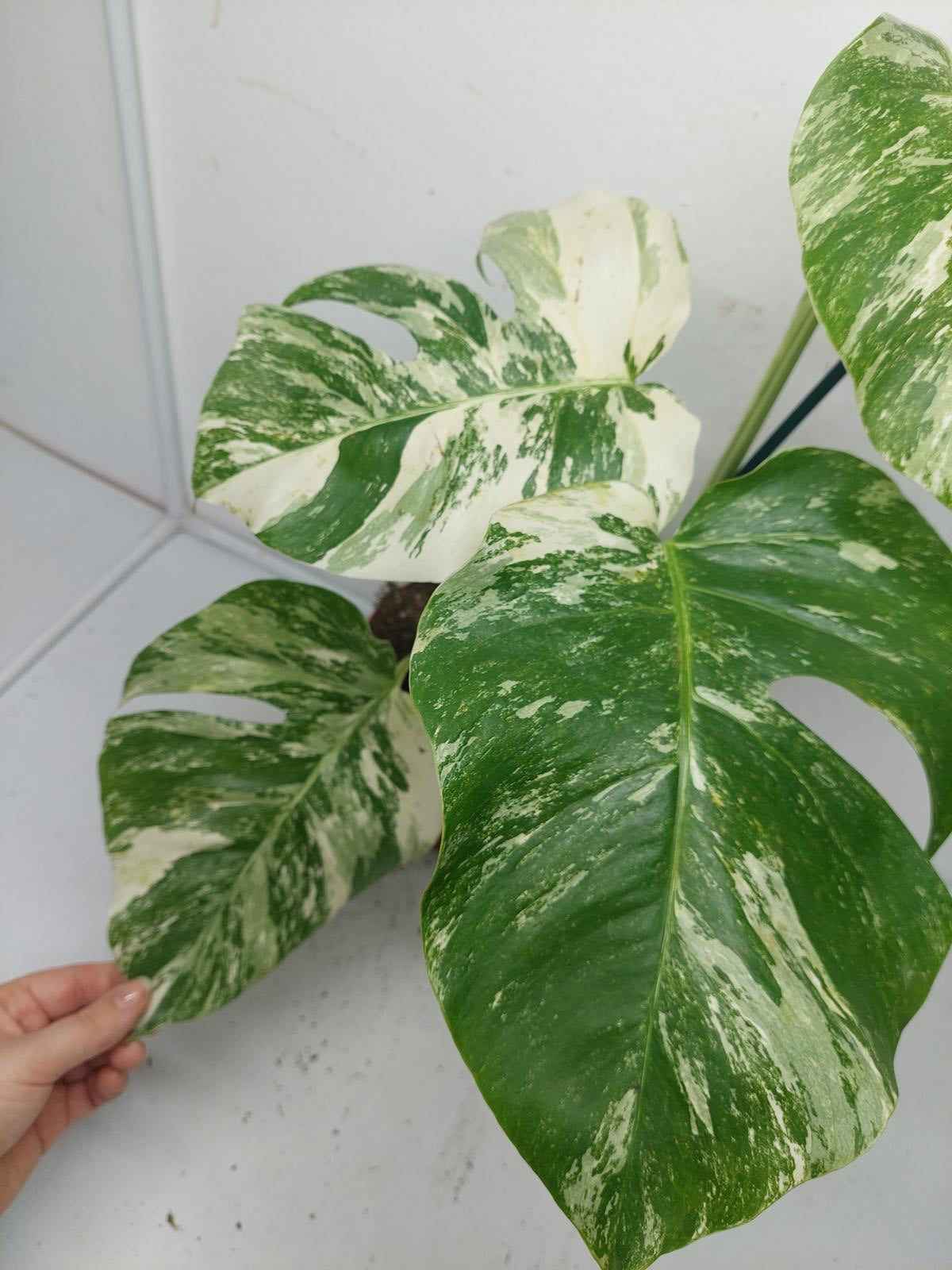 Monstera Variegata (zum aussuchen)