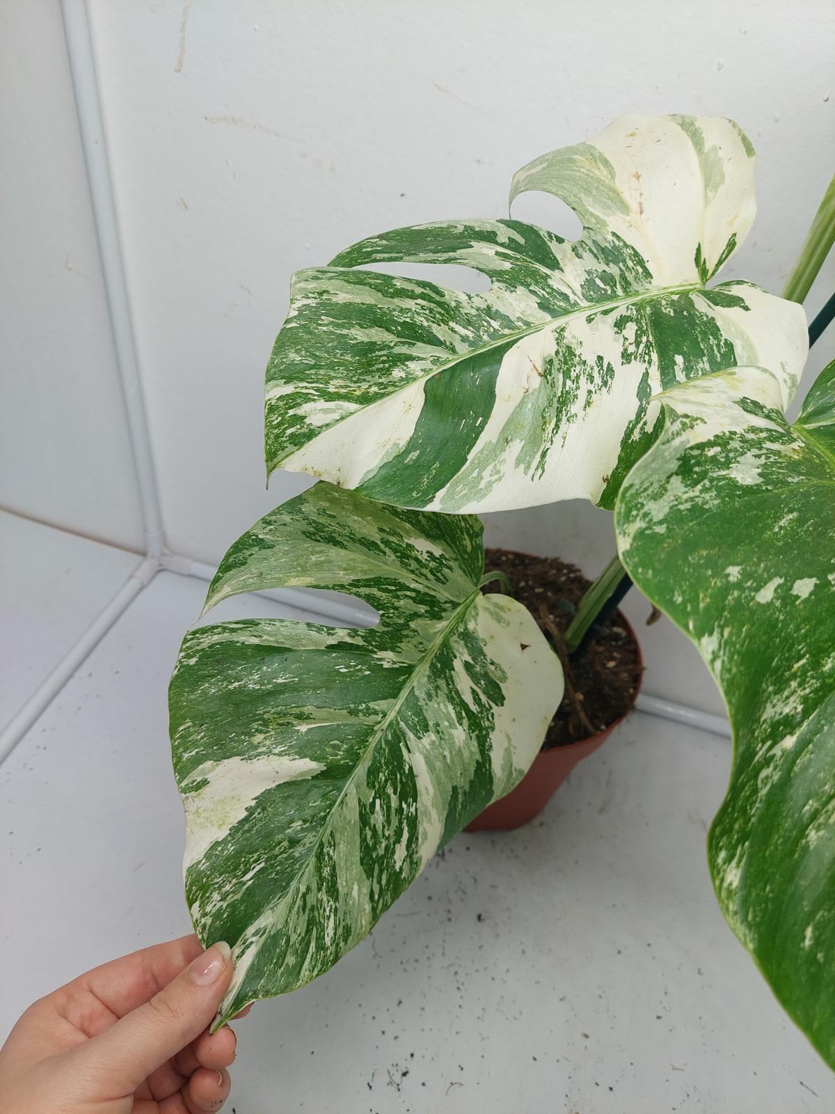 Monstera Variegata (zum aussuchen)