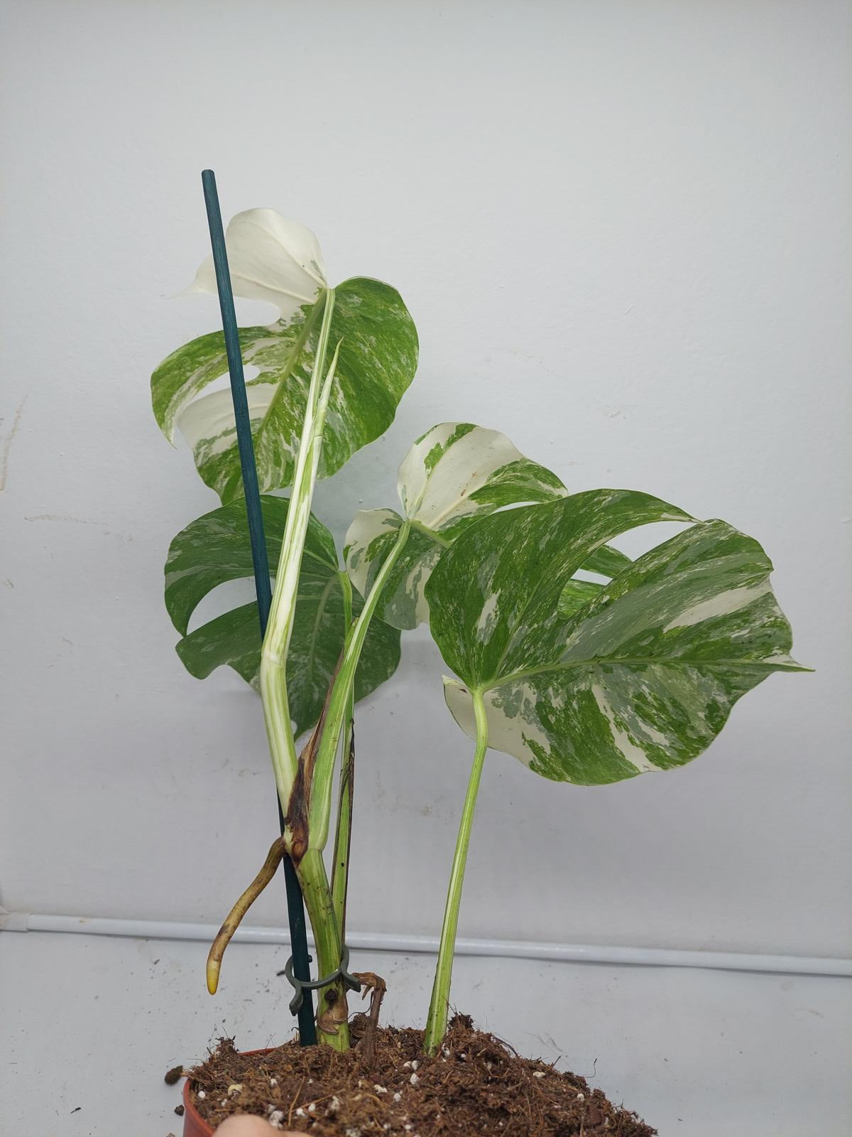 Monstera Variegata (zum aussuchen)