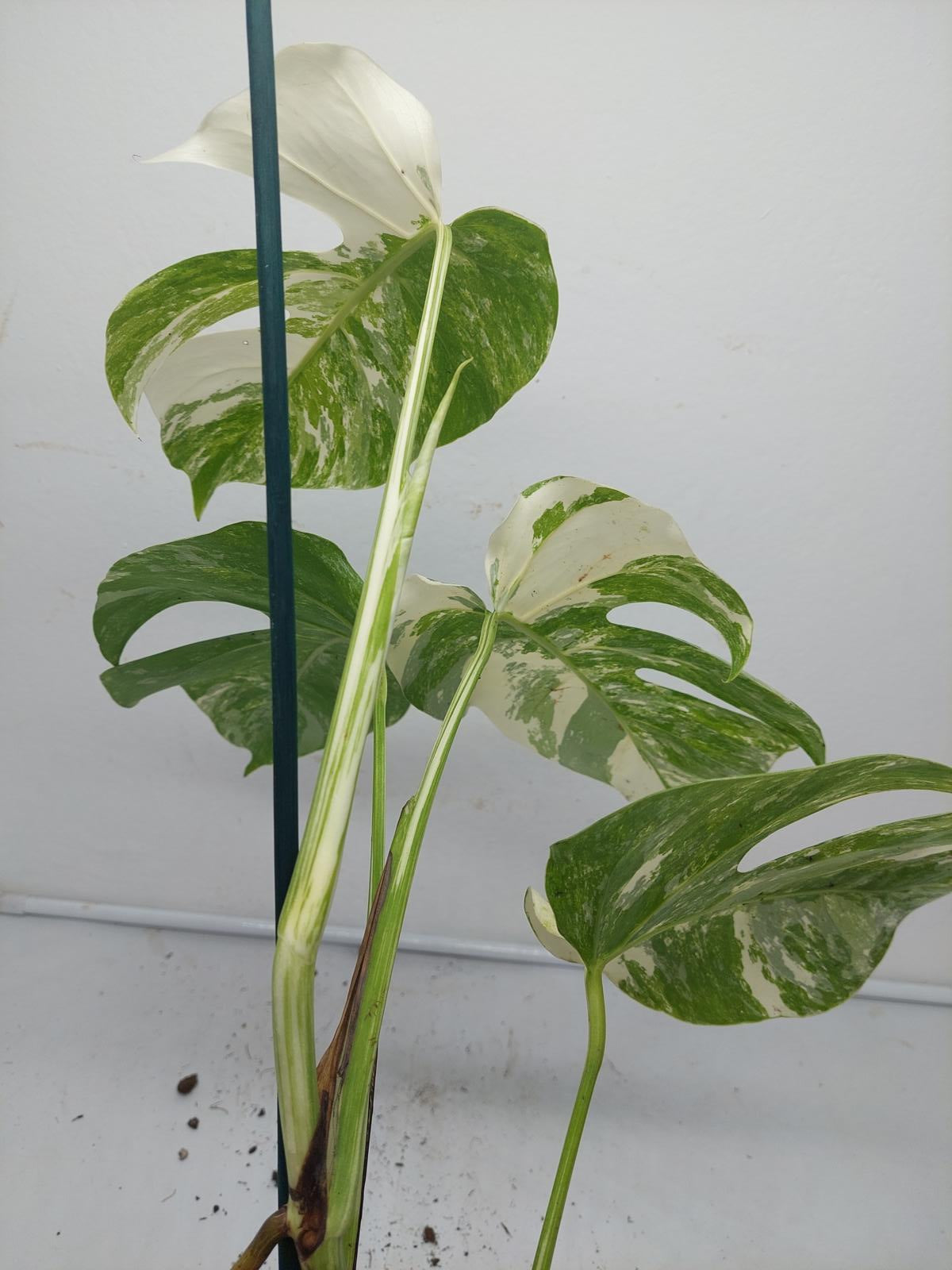 Monstera Variegata (zum aussuchen)