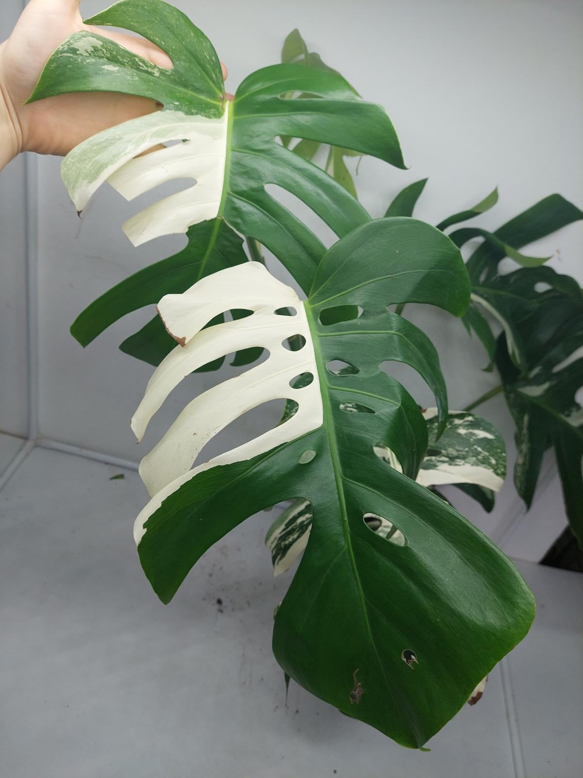 Monstera Variegata (zum aussuchen)