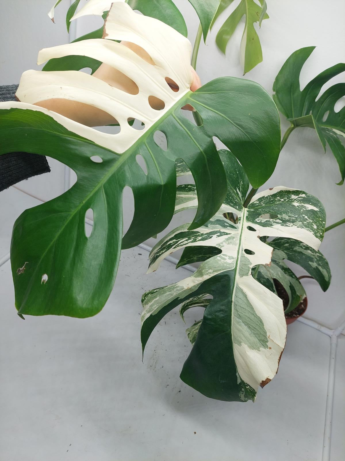 Monstera Variegata (zum aussuchen)