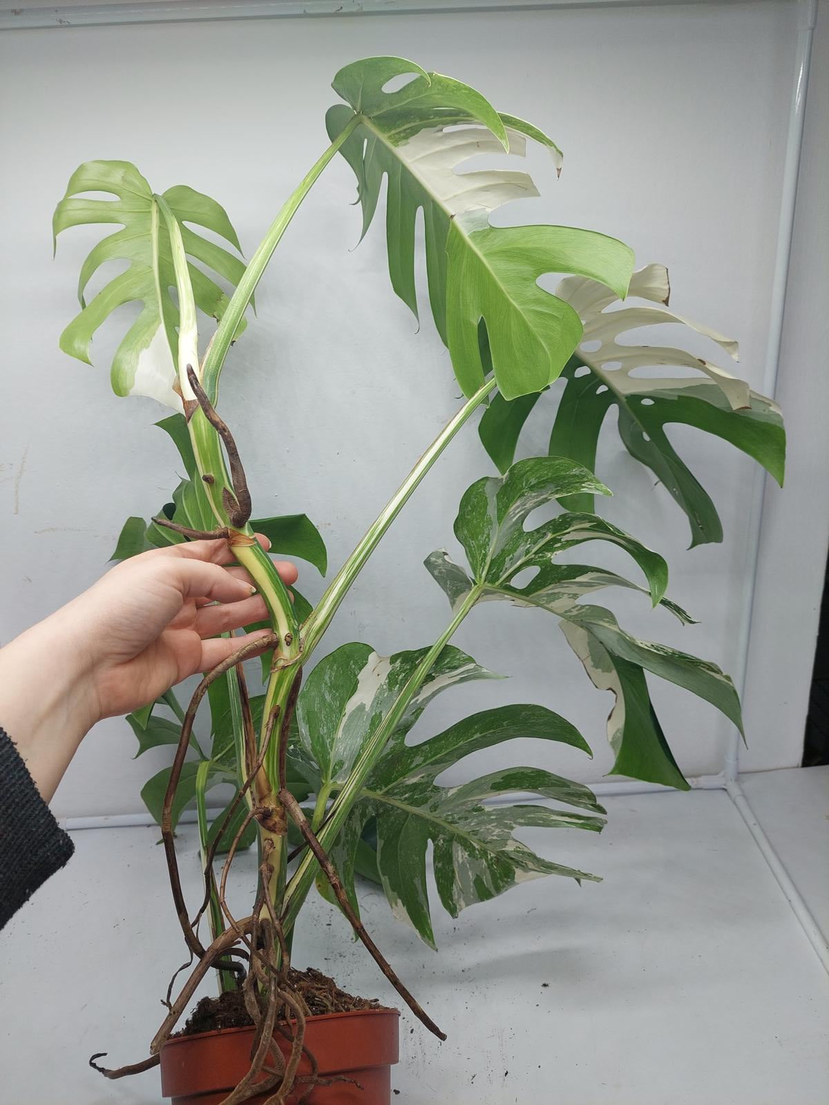 Monstera Variegata (zum aussuchen)