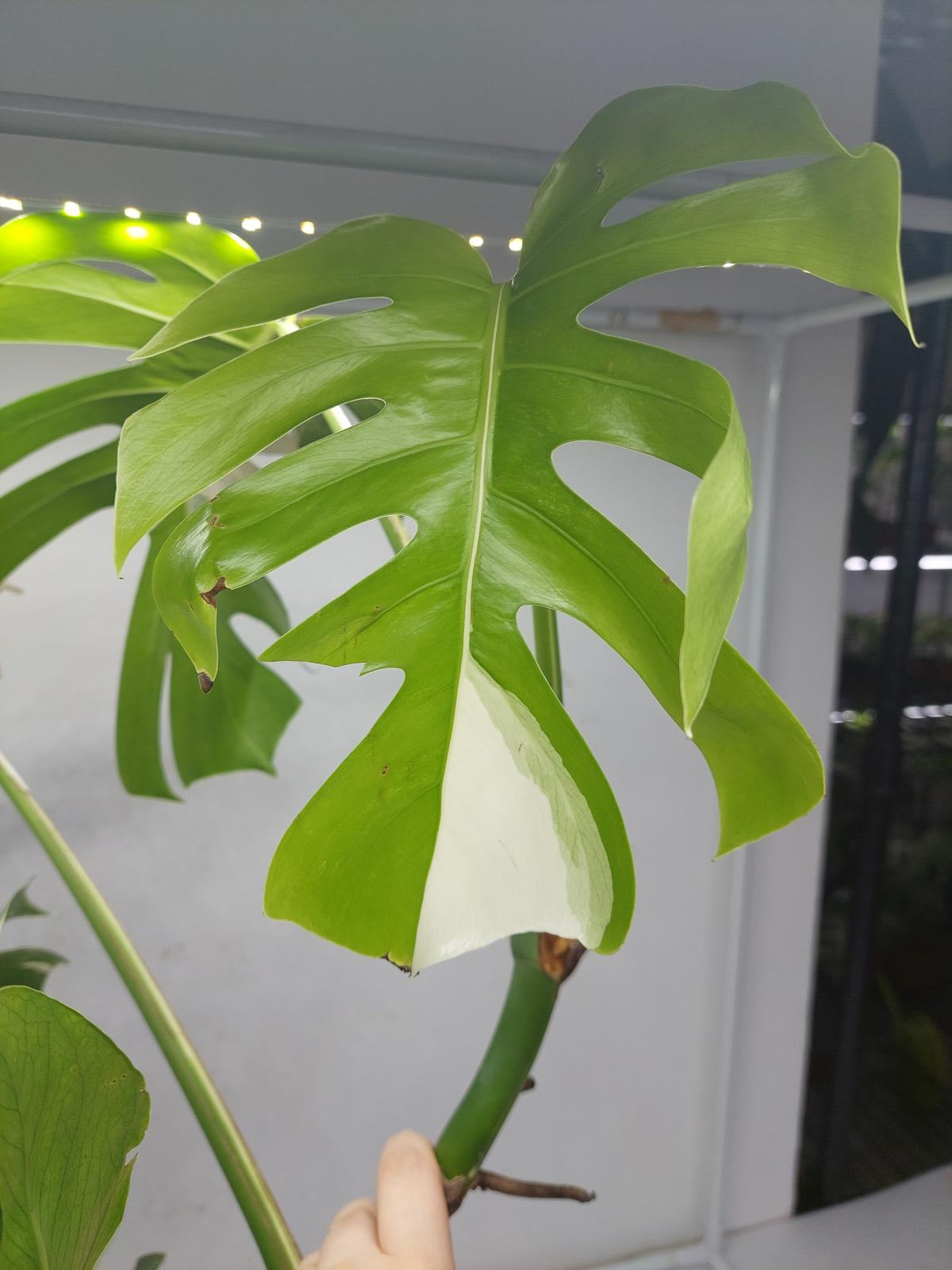 Monstera Variegata (zum aussuchen)