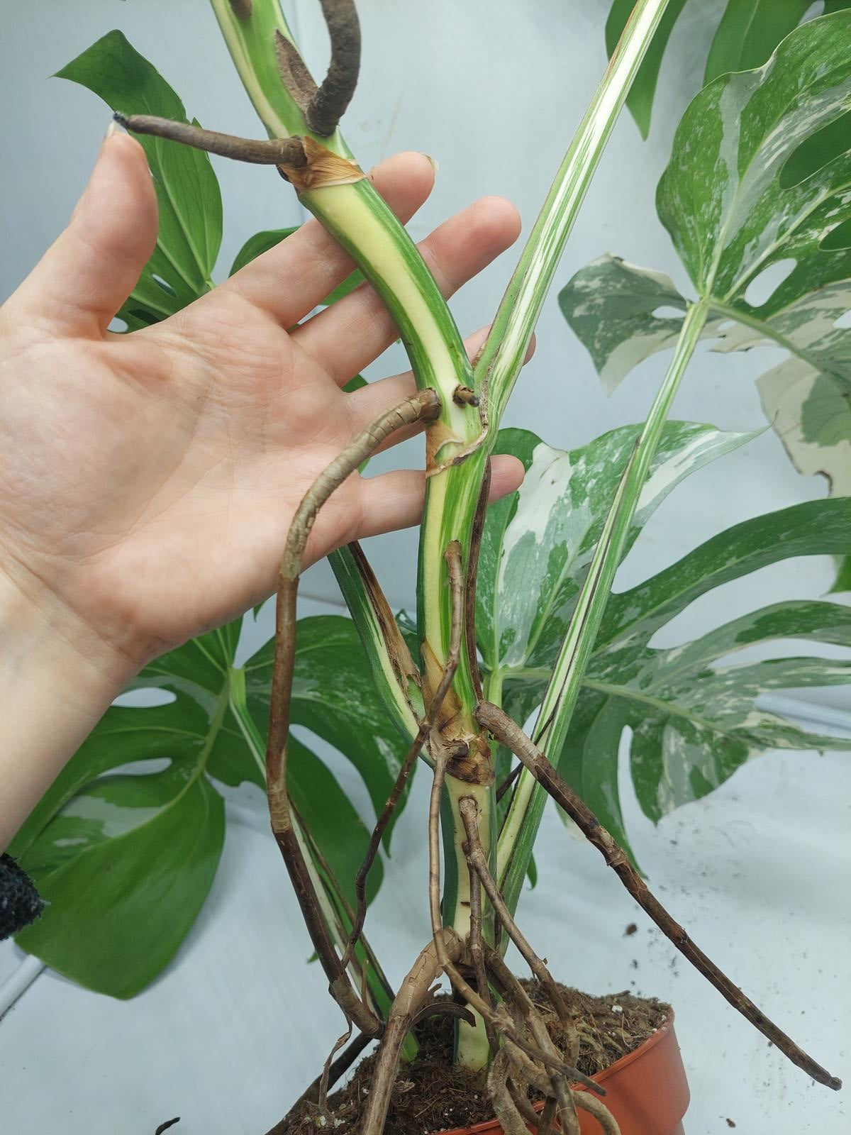 Monstera Variegata (zum aussuchen)