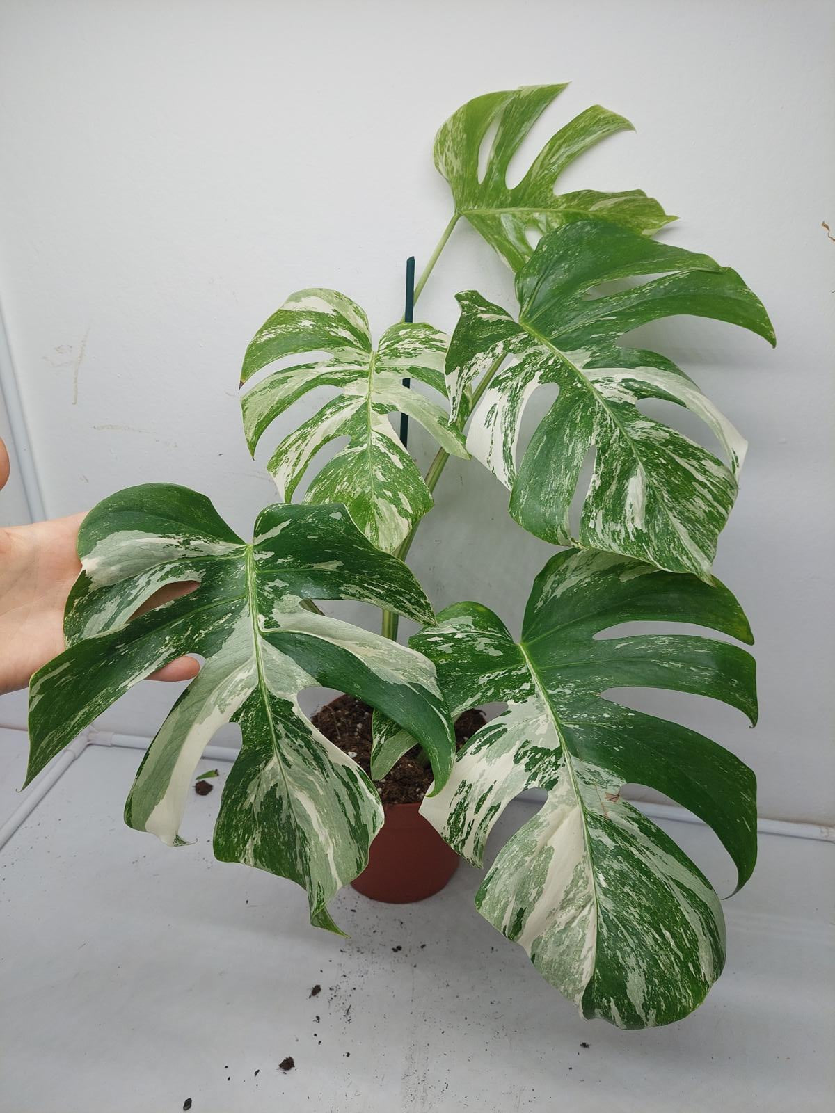 Monstera Variegata (zum aussuchen)