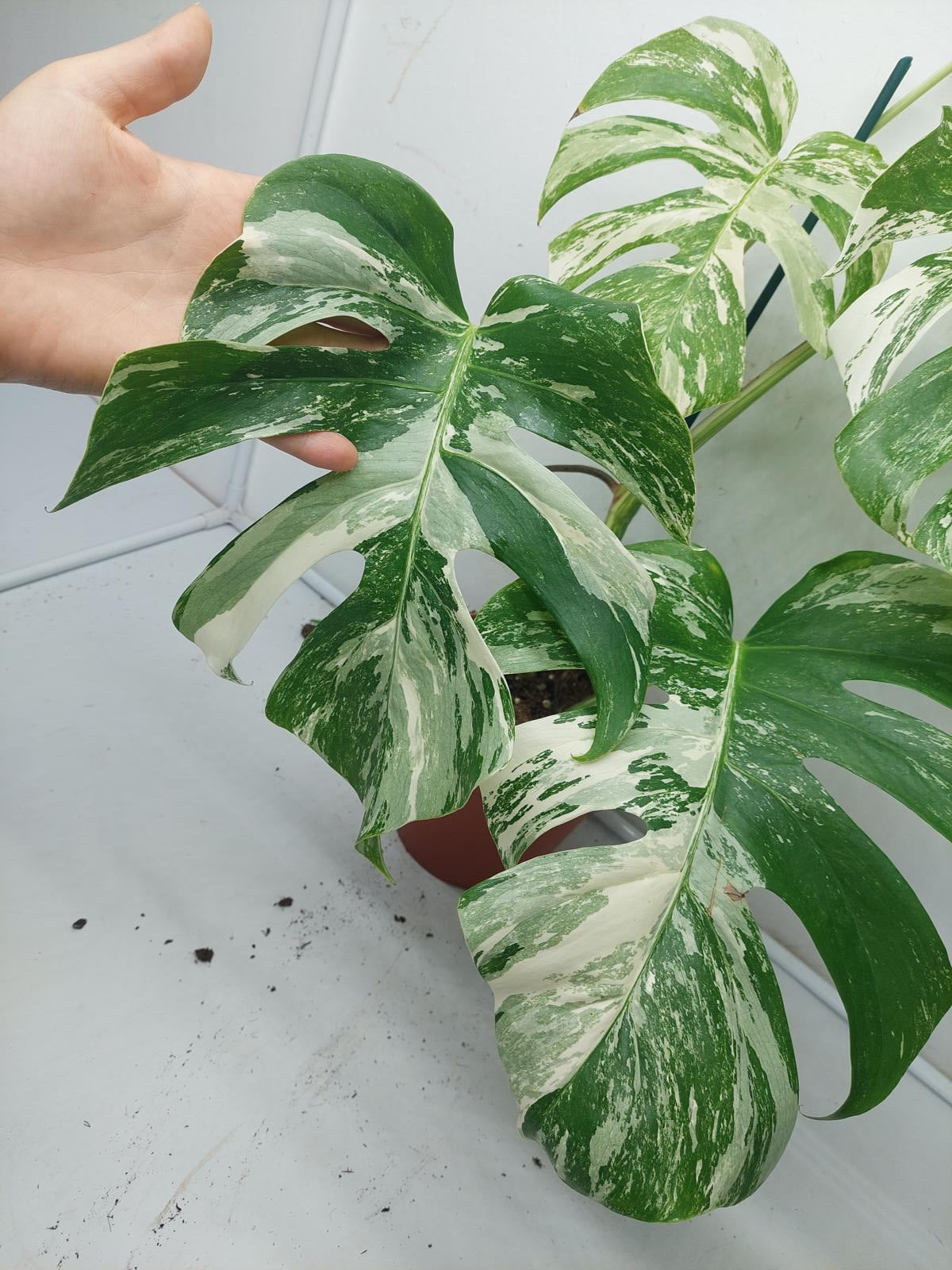 Monstera Variegata (zum aussuchen)