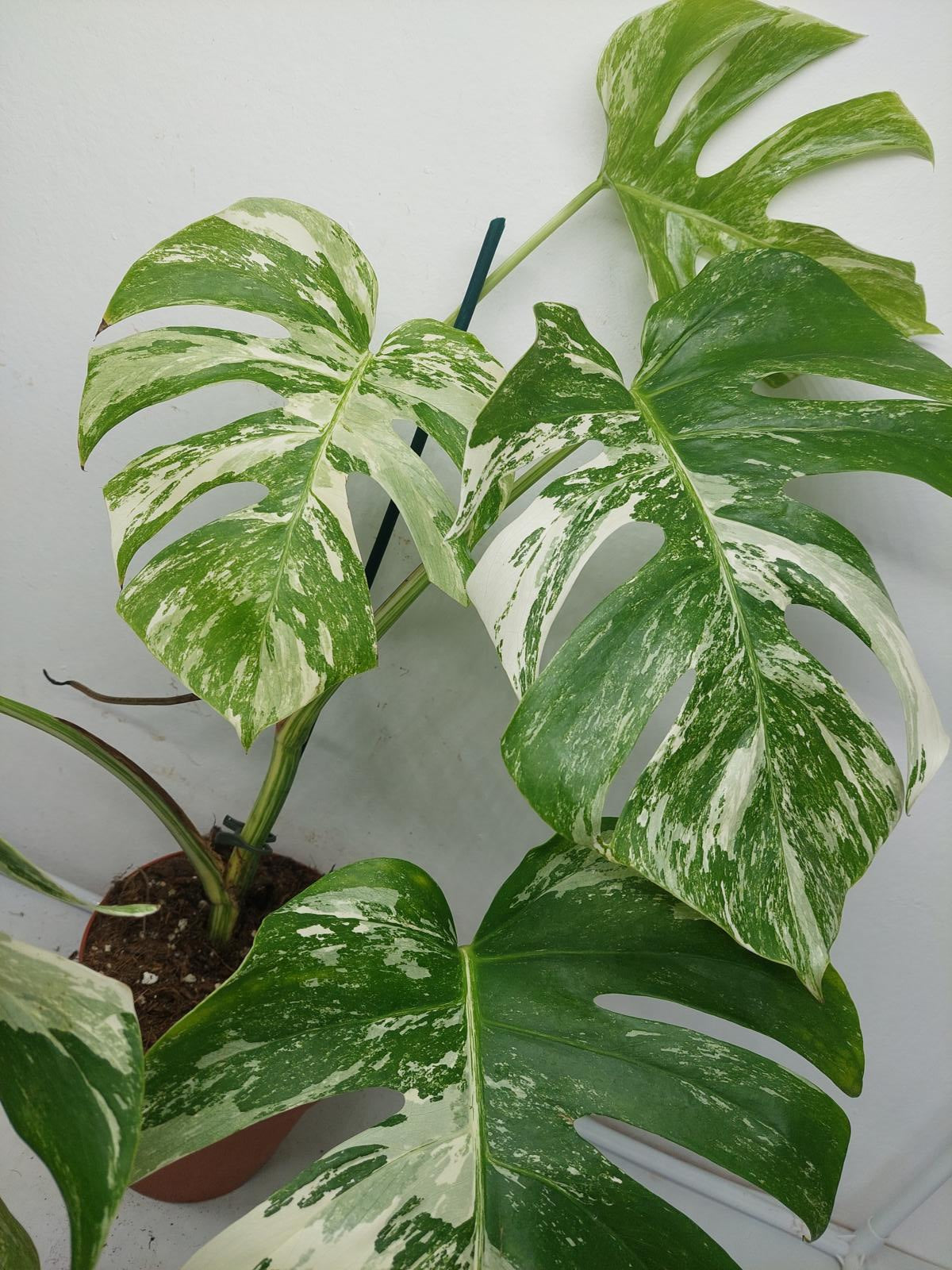 Monstera Variegata (zum aussuchen)