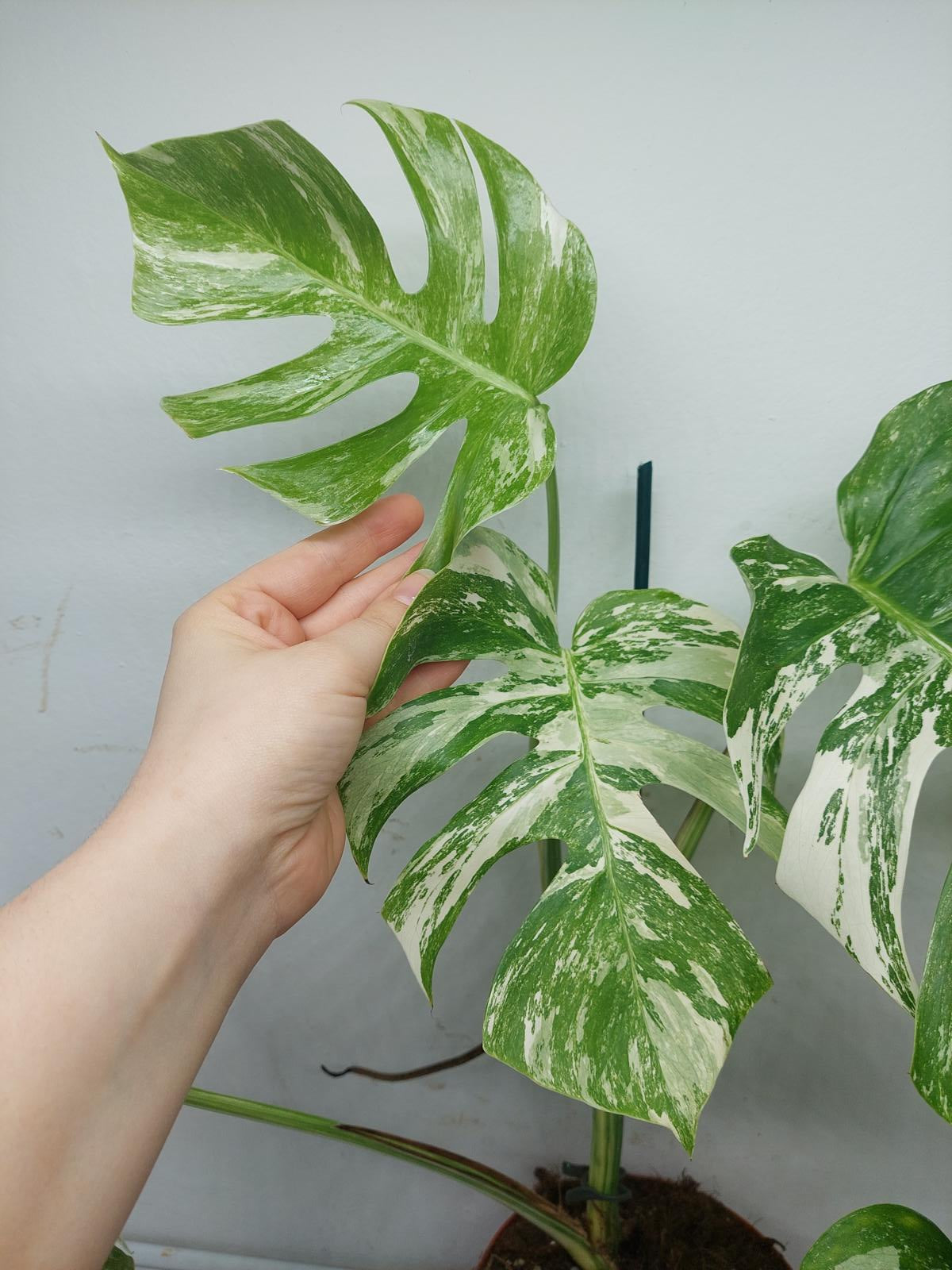 Monstera Variegata (zum aussuchen)