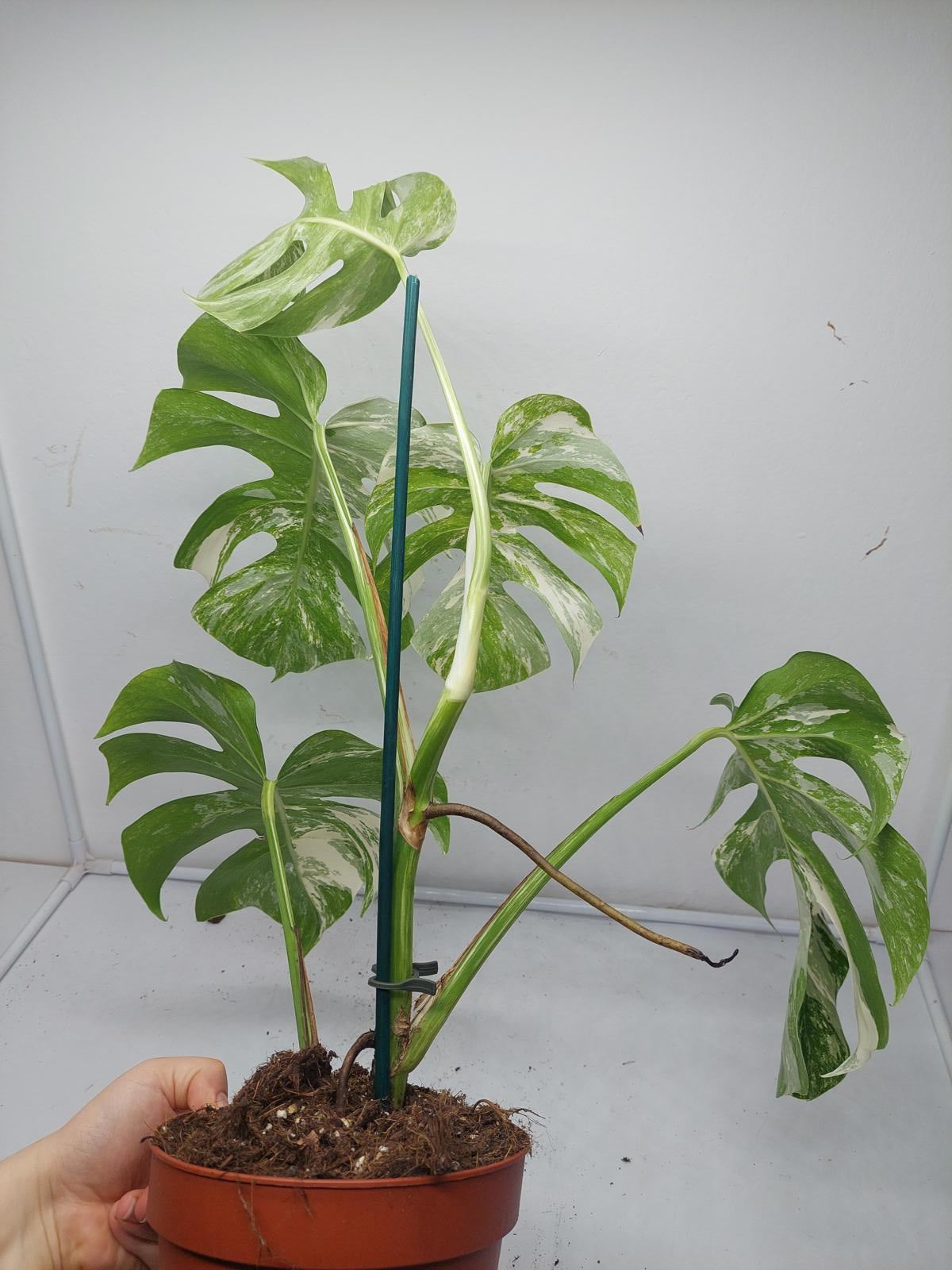 Monstera Variegata (zum aussuchen)