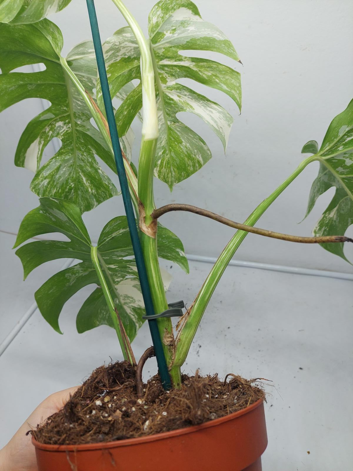 Monstera Variegata (zum aussuchen)