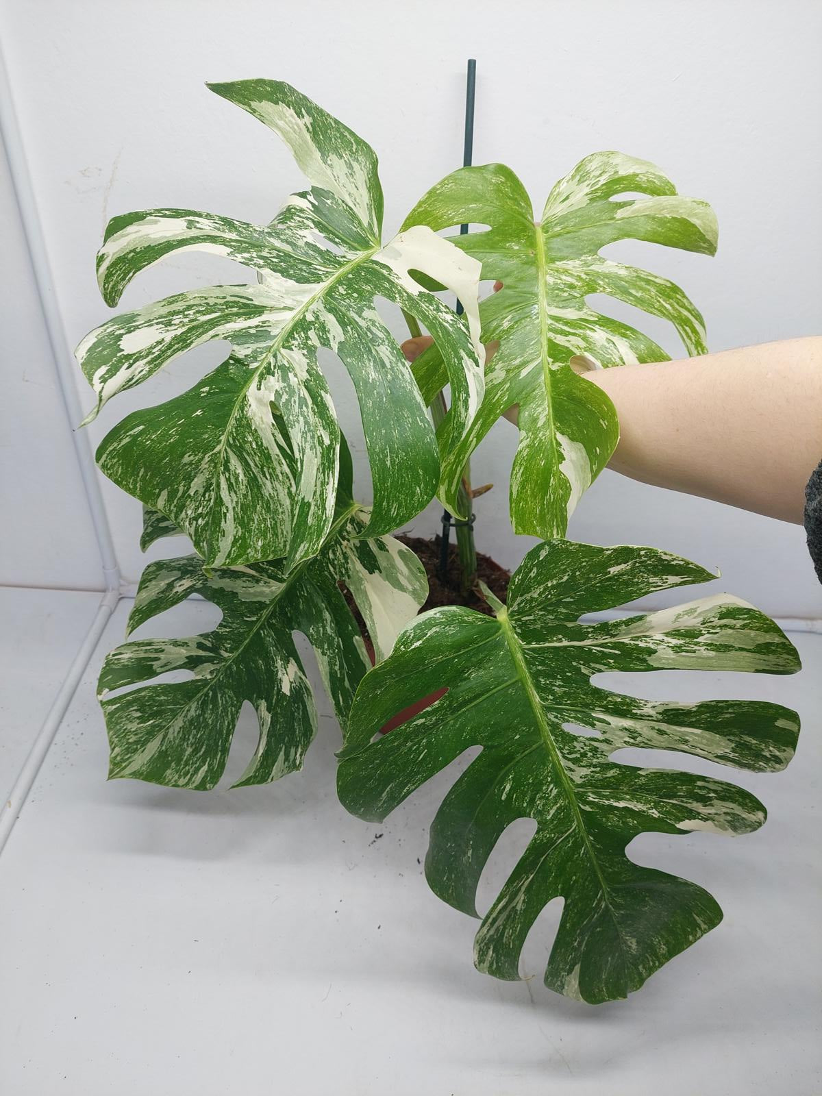 Monstera Variegata (zum aussuchen)