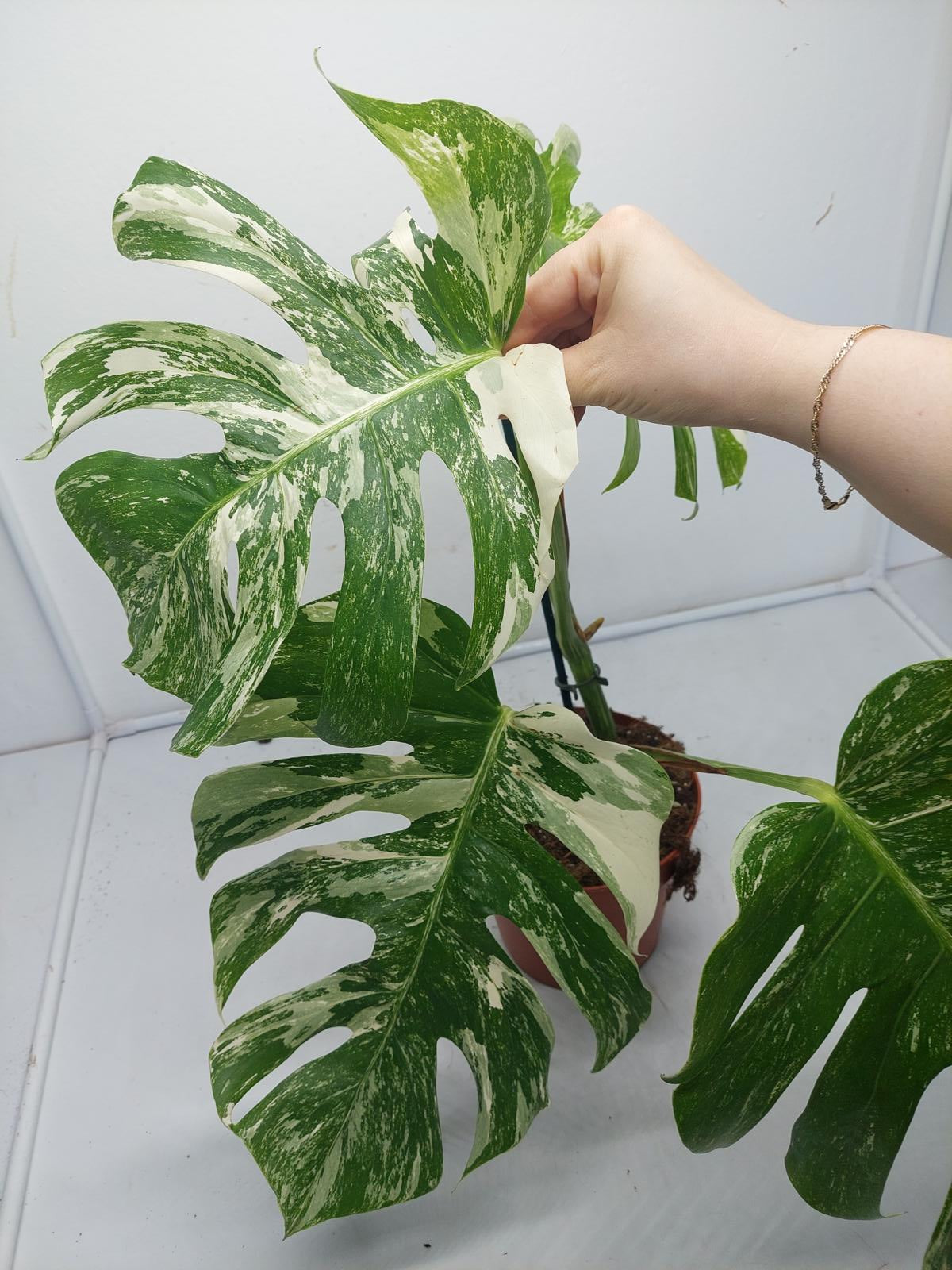 Monstera Variegata (zum aussuchen)