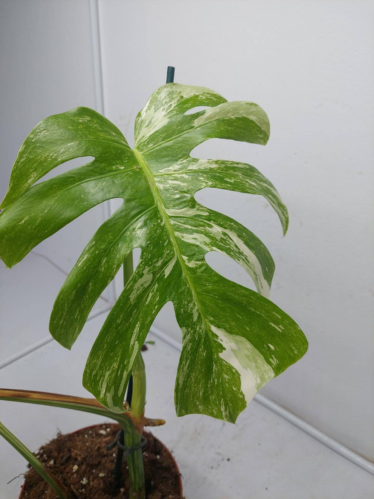 Monstera Variegata (zum aussuchen)