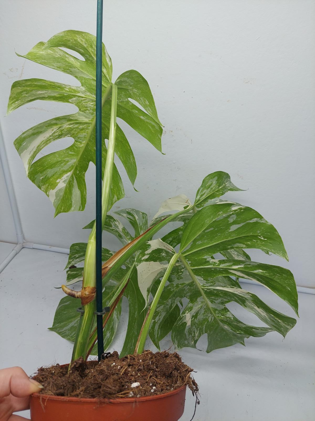 Monstera Variegata (zum aussuchen)