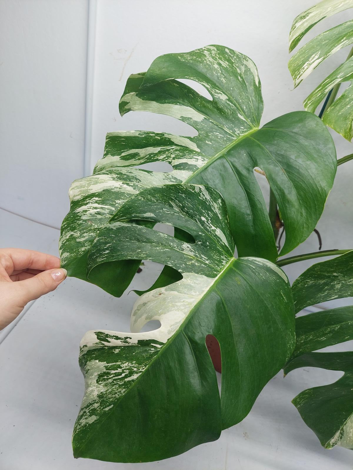 Monstera Variegata (zum aussuchen)