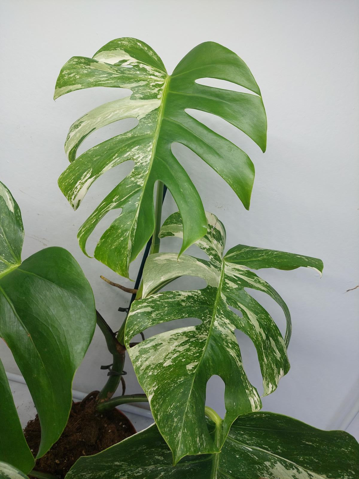 Monstera Variegata (zum aussuchen)