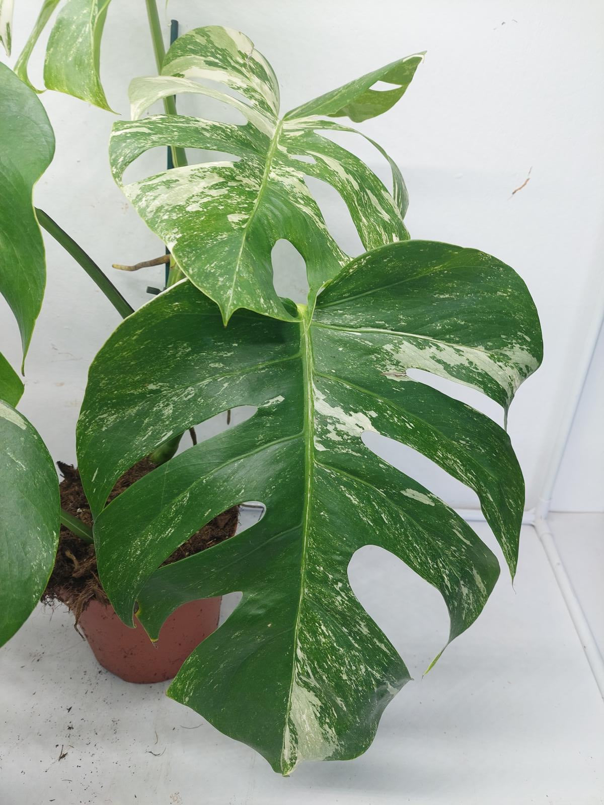 Monstera Variegata (zum aussuchen)