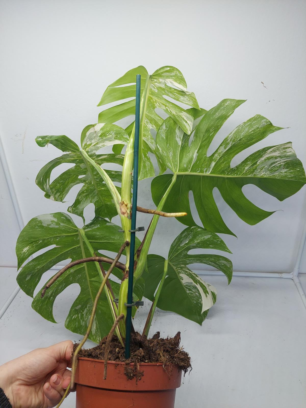 Monstera Variegata (zum aussuchen)