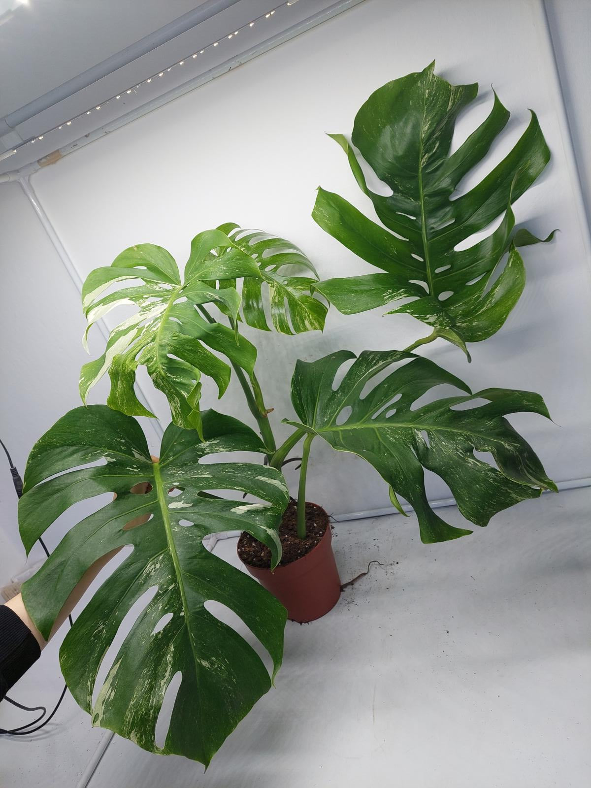 Monstera Variegata (zum aussuchen)