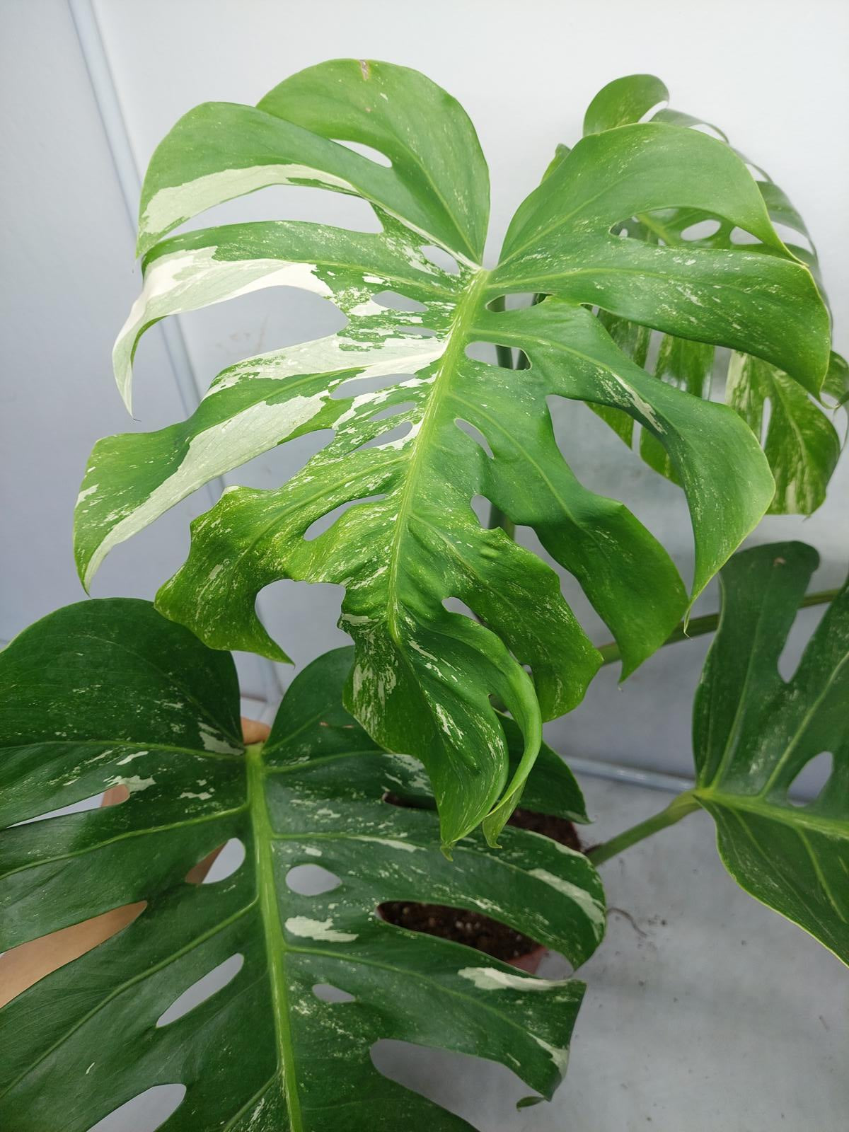 Monstera Variegata (zum aussuchen)