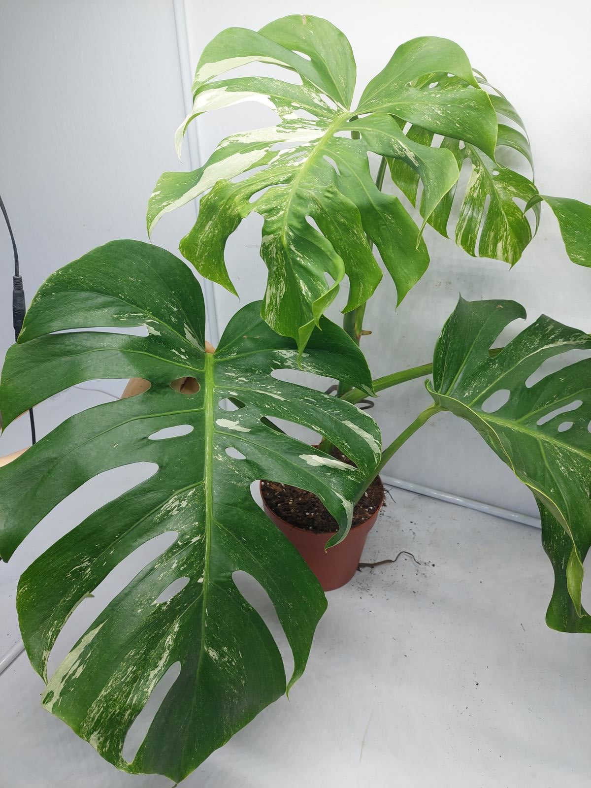 Monstera Variegata (zum aussuchen)