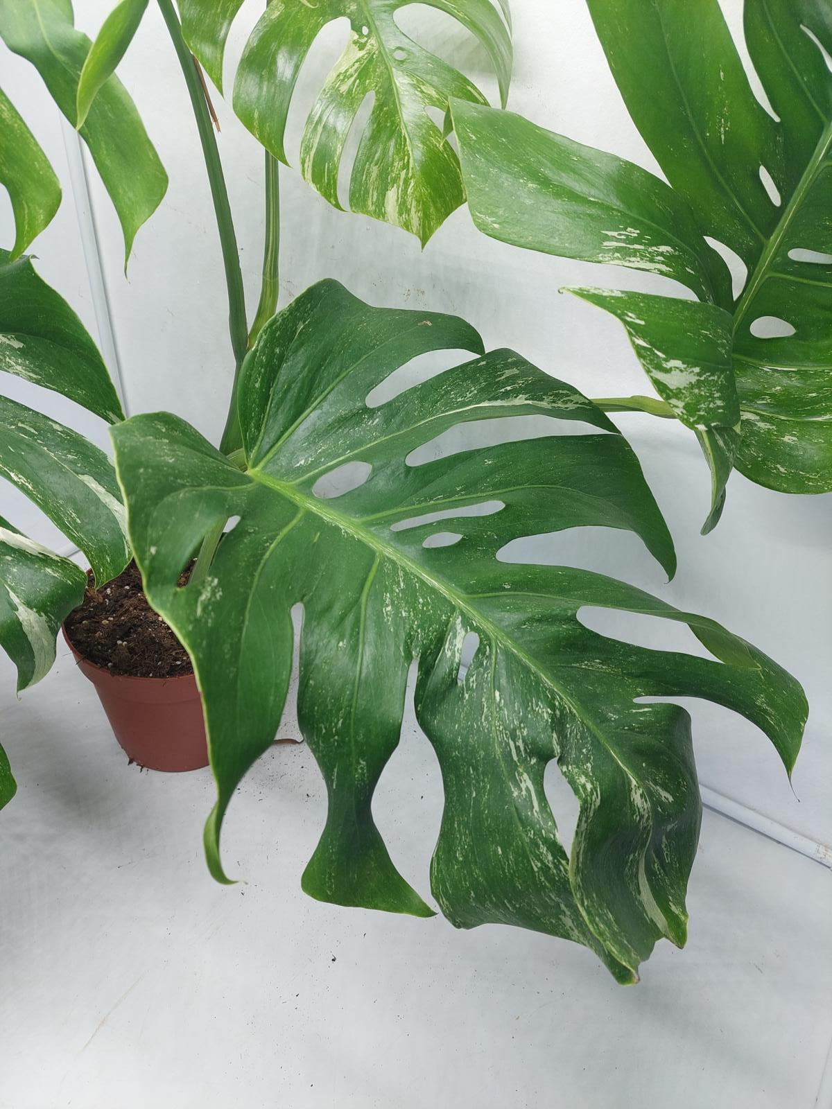 Monstera Variegata (zum aussuchen)